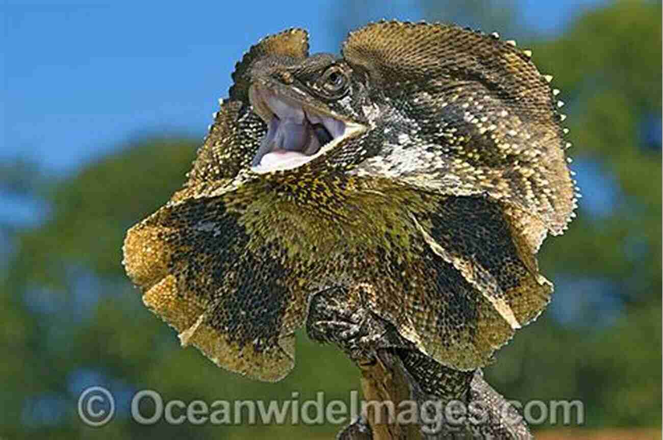 A Frilled Lizard Displaying Its Frilled Neck In A Defensive Posture Frilled Lizard Or Frilled Neck Lizard Pet Lizards: Facts On Frilled Lizard Or Frilled Dragon Purchasing Caring Diet Feeding Habitat Breeding A Complete Owners Guide In Color