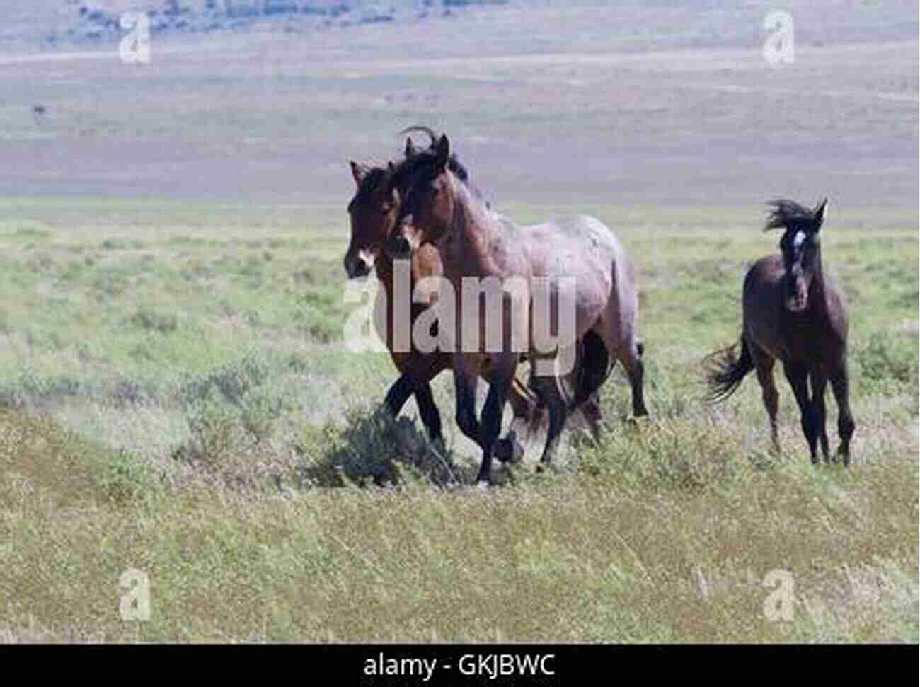 A Glorious Herd Of Wild Horses Galloping Across Tooele County Salt Desert Mustangs: Discovering Wild Horses And Historic Trails In Tooele County Utah