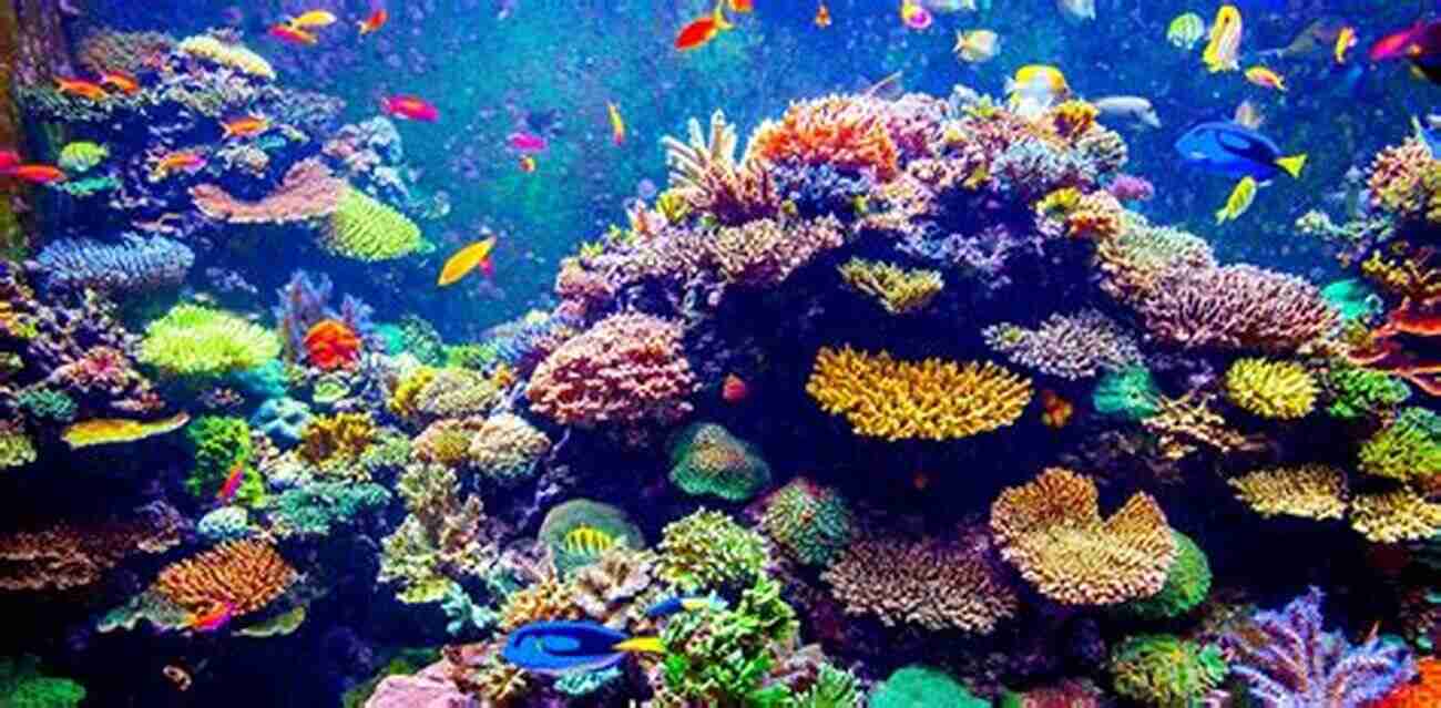 A Beautiful Saltwater Aquarium With Vibrant Coral Reef And Colorful Marine Fish The Big Of Saltwater Aquarium: How To Care For And Keep Marine Fish And Corals