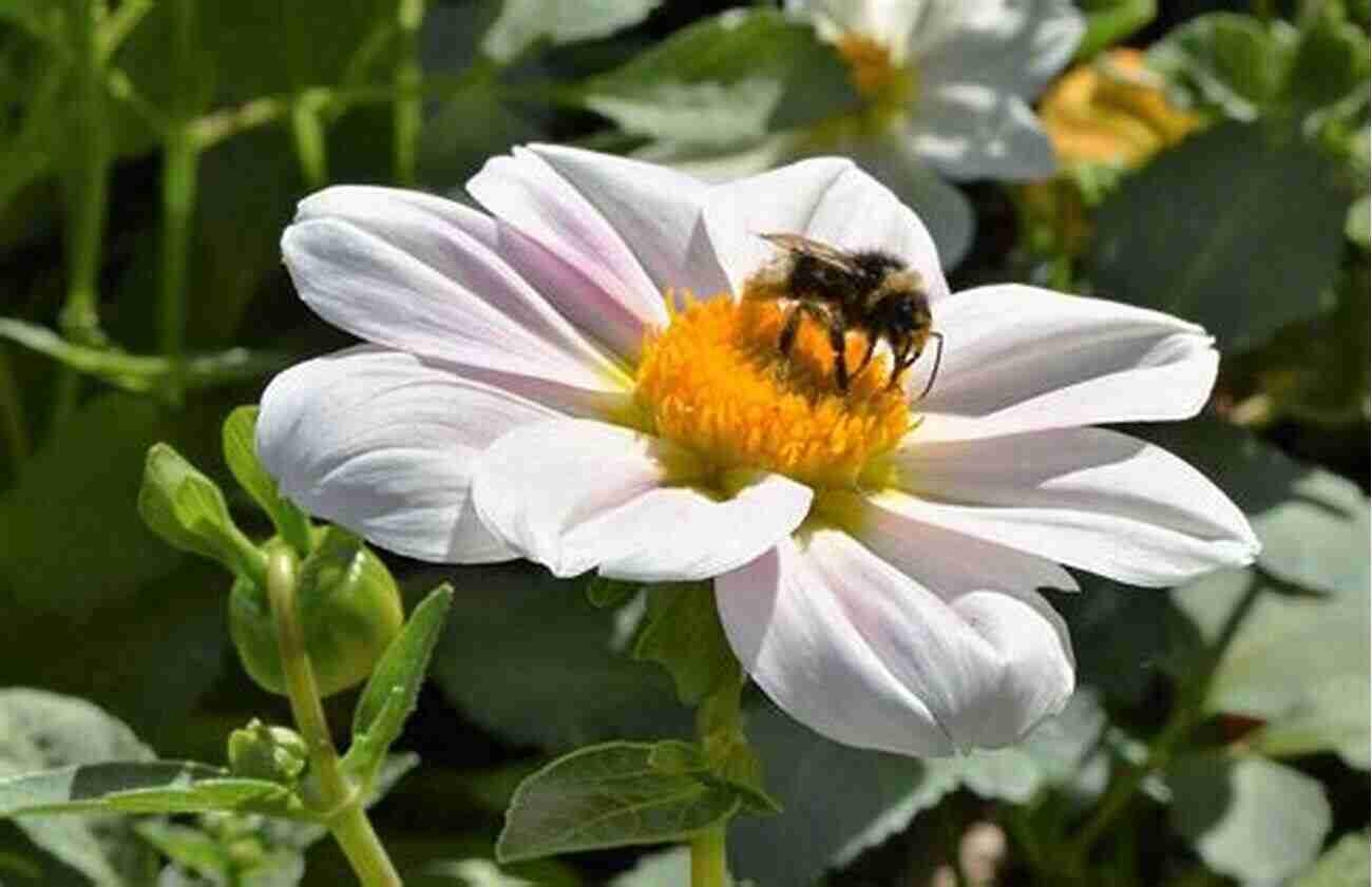 A Bee Pollinating A Vividly Colored Flower The Queen Bee And Other Nature Stories