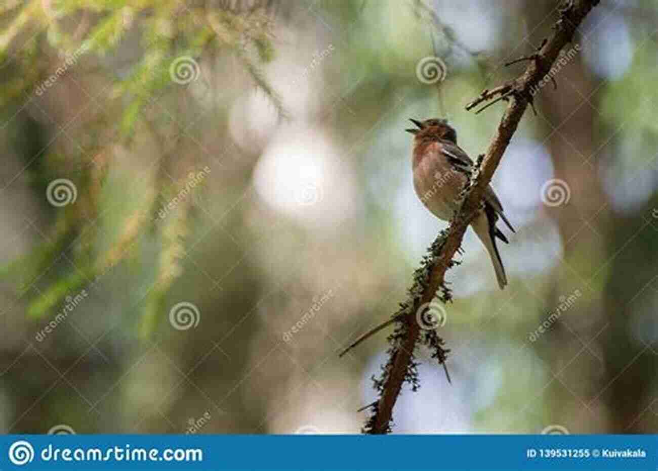 A Bird Perched On A Tree Branch, Singing Its Melodic Song To Communicate. Bird Words Jamie Skeie