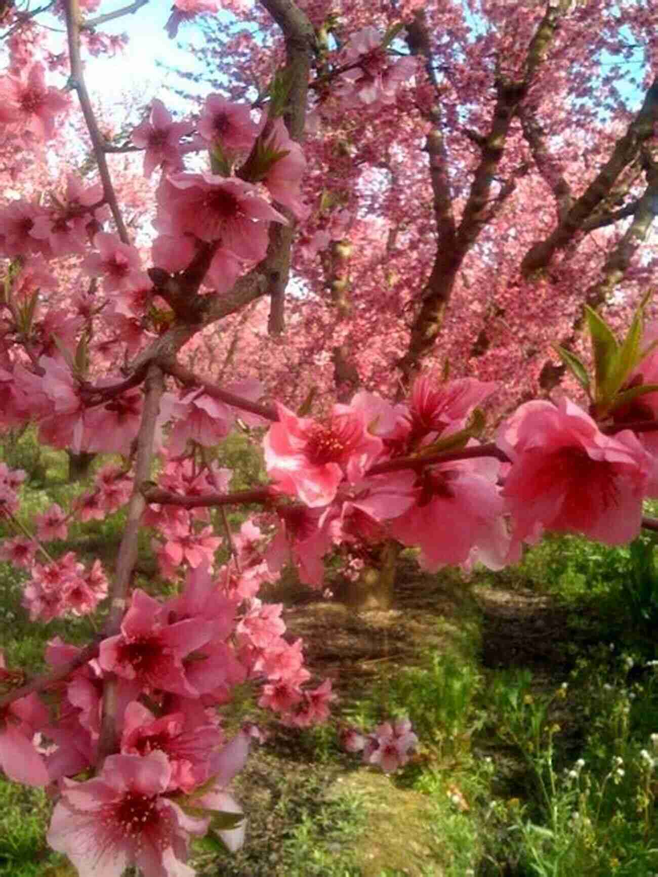 A Breathtaking View Of Blooming Apple Trees On California's Apple Blossom Trail California S Apple Blossom Trail: When The Apple Was King And Children Resilient