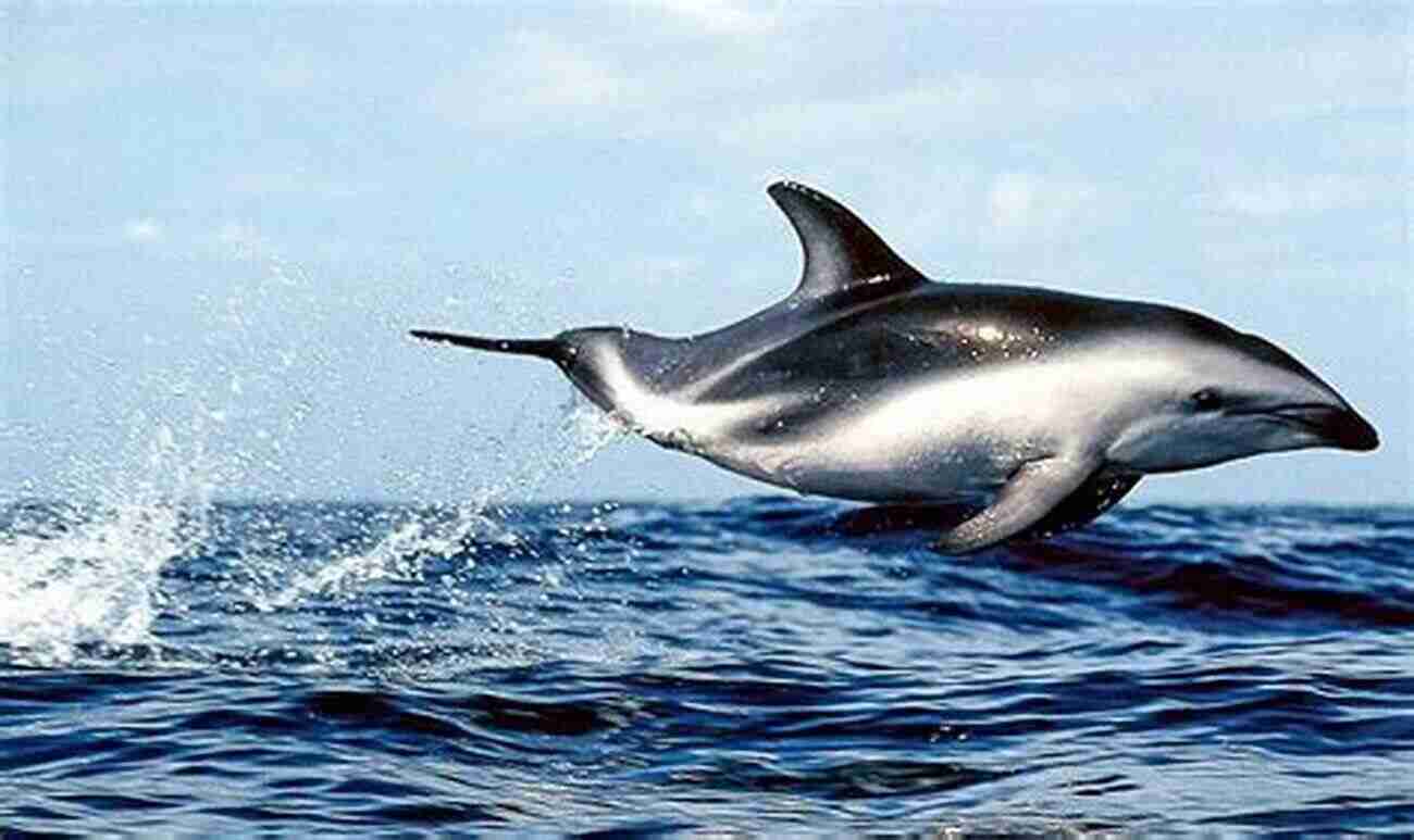 A Close Up Of A Dusky Dolphin Showing Its Dark Gray To Black Coloration The Dusky Dolphin: Master Acrobat Off Different Shores