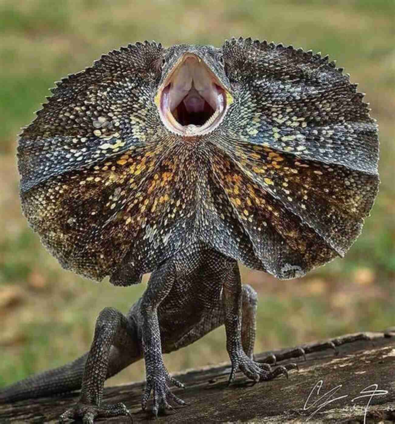 A Close Up View Of A Frilled Lizard's Face Showcasing Its Stunning Frilled Neck Frilled Lizard Or Frilled Neck Lizard Pet Lizards: Facts On Frilled Lizard Or Frilled Dragon Purchasing Caring Diet Feeding Habitat Breeding A Complete Owners Guide In Color