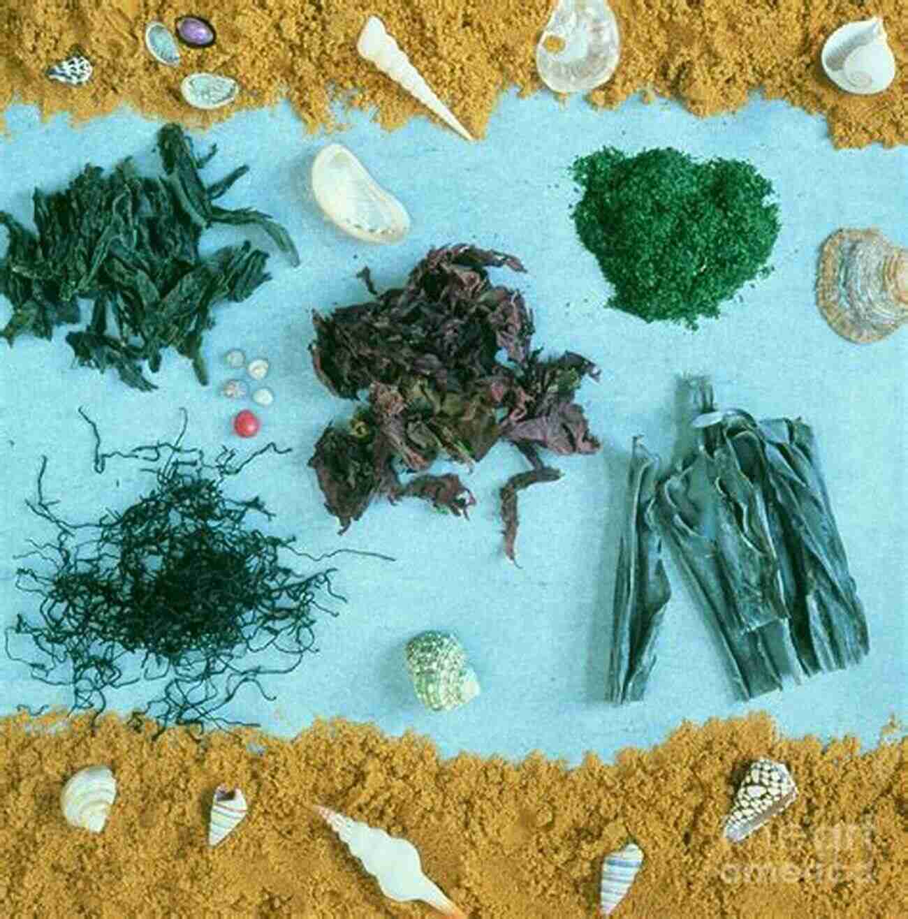 A Colorful Assortment Of Edible Seaweeds Edible Seaweeds Of The World