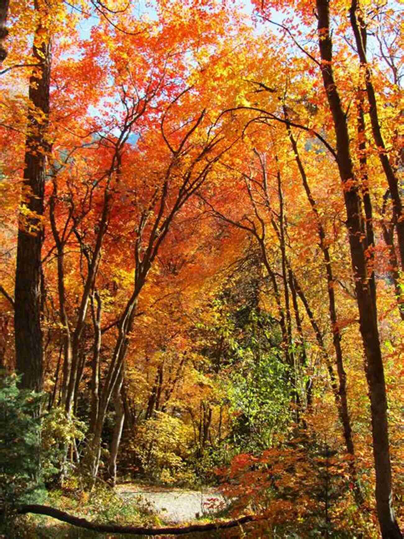 A Colorful Display Of Autumn Leaves Surrounding Milcreek Pond Indigo Sky: From The Milcreek Pond Collection (Milcreek Pond 2)