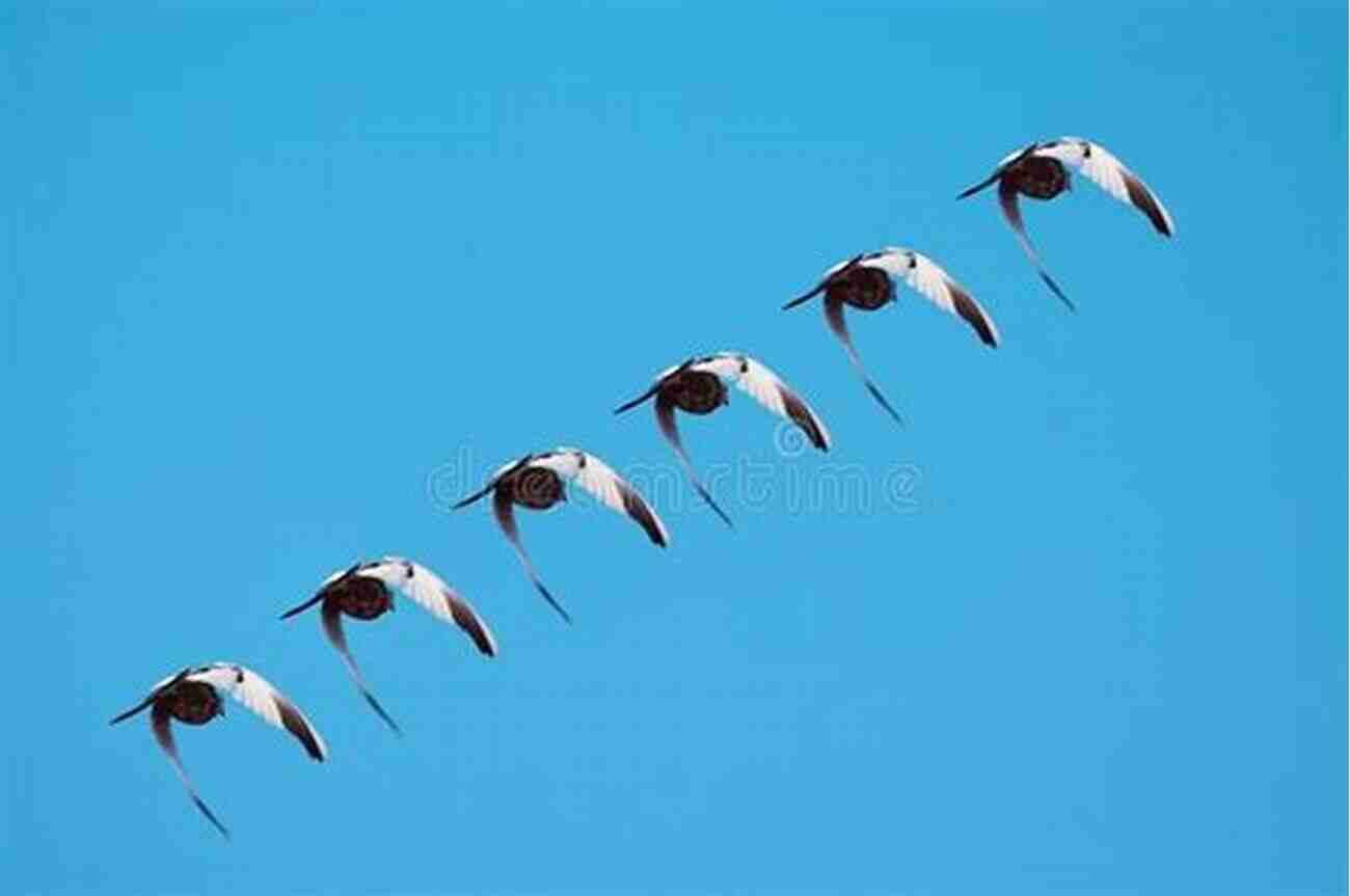 A Diverse Group Of Birds Flying Together In Perfect Synchronization How Birds Live Together: Colonies And Communities In The Avian World