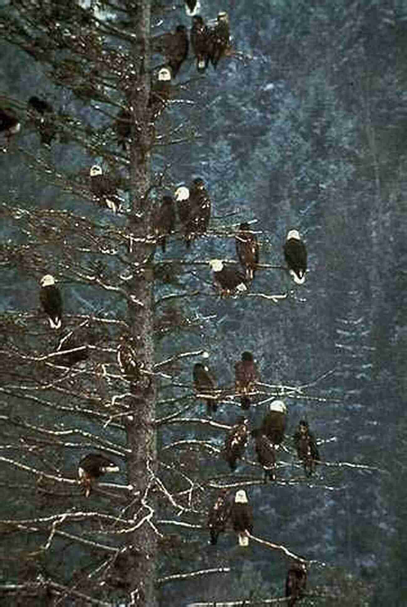 A Diverse Group Of Birds Living Harmoniously Together In Their Natural Habitat How Birds Live Together: Colonies And Communities In The Avian World