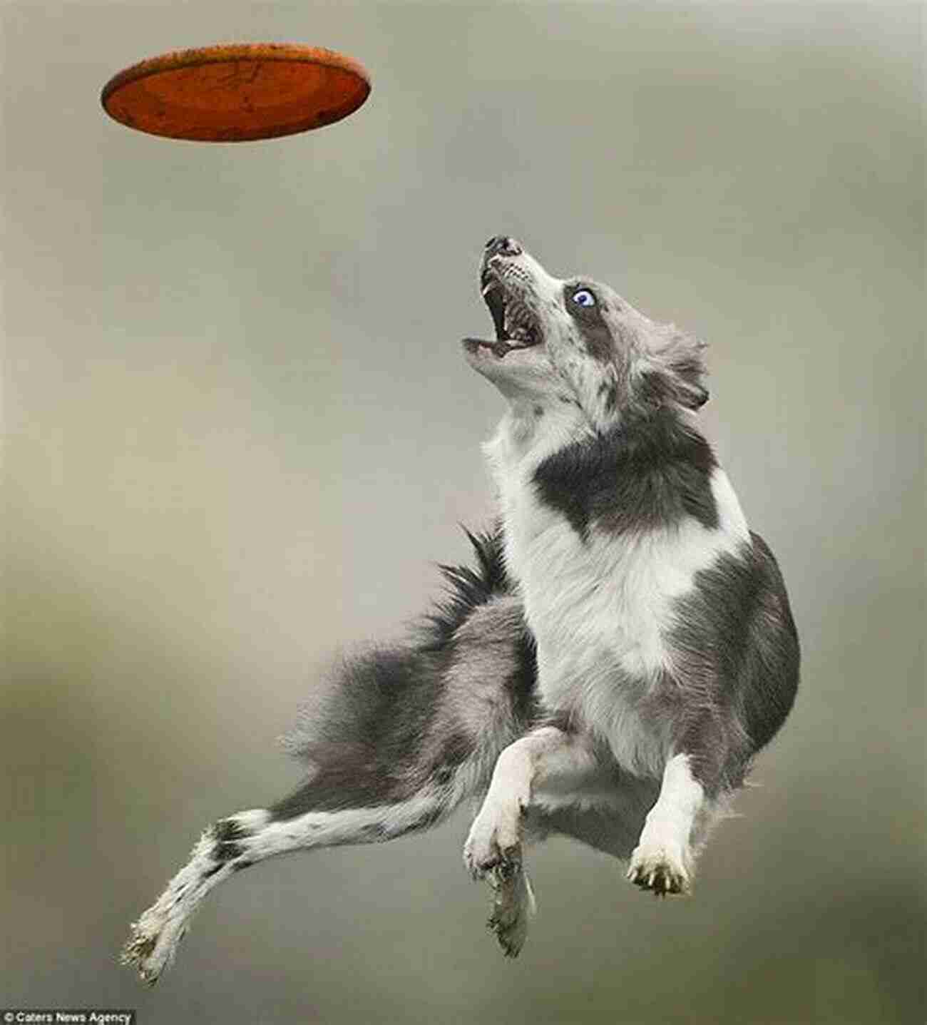 A Dog Catching A Frisbee Mid Air Fetch It : Teach Your Brilliant Family Dog To Catch Fetch Retrieve Find And Bring Things Back