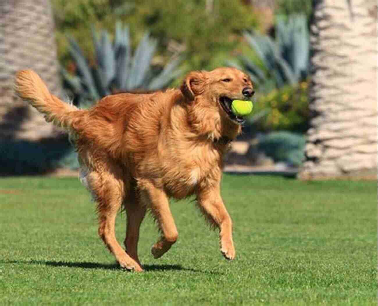 A Dog Fetching A Ball Fetch It : Teach Your Brilliant Family Dog To Catch Fetch Retrieve Find And Bring Things Back