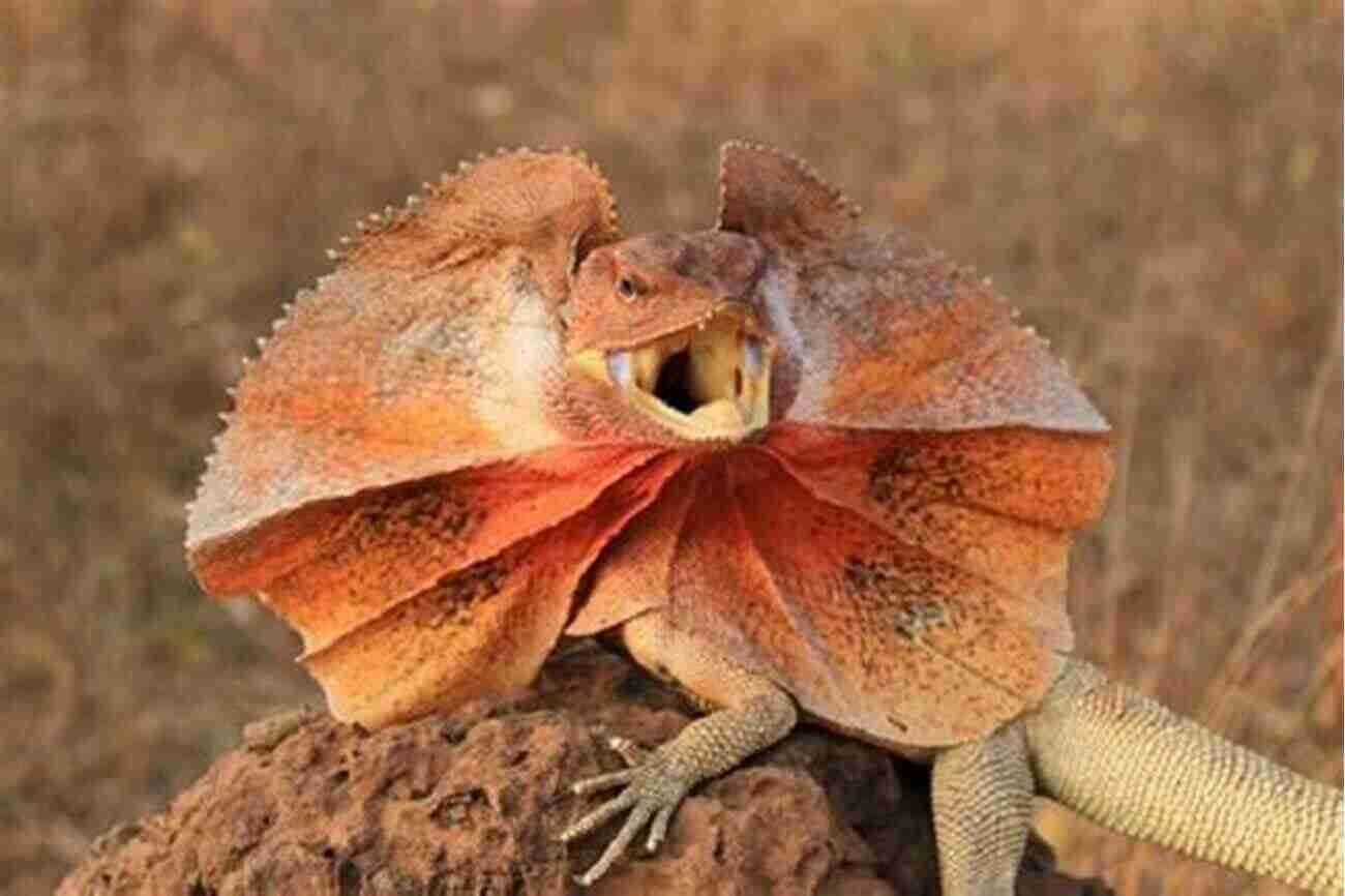 A Frilled Lizard Showcasing Its Remarkable Frilled Neck Frilled Lizard Or Frilled Neck Lizard Pet Lizards: Facts On Frilled Lizard Or Frilled Dragon Purchasing Caring Diet Feeding Habitat Breeding A Complete Owners Guide In Color