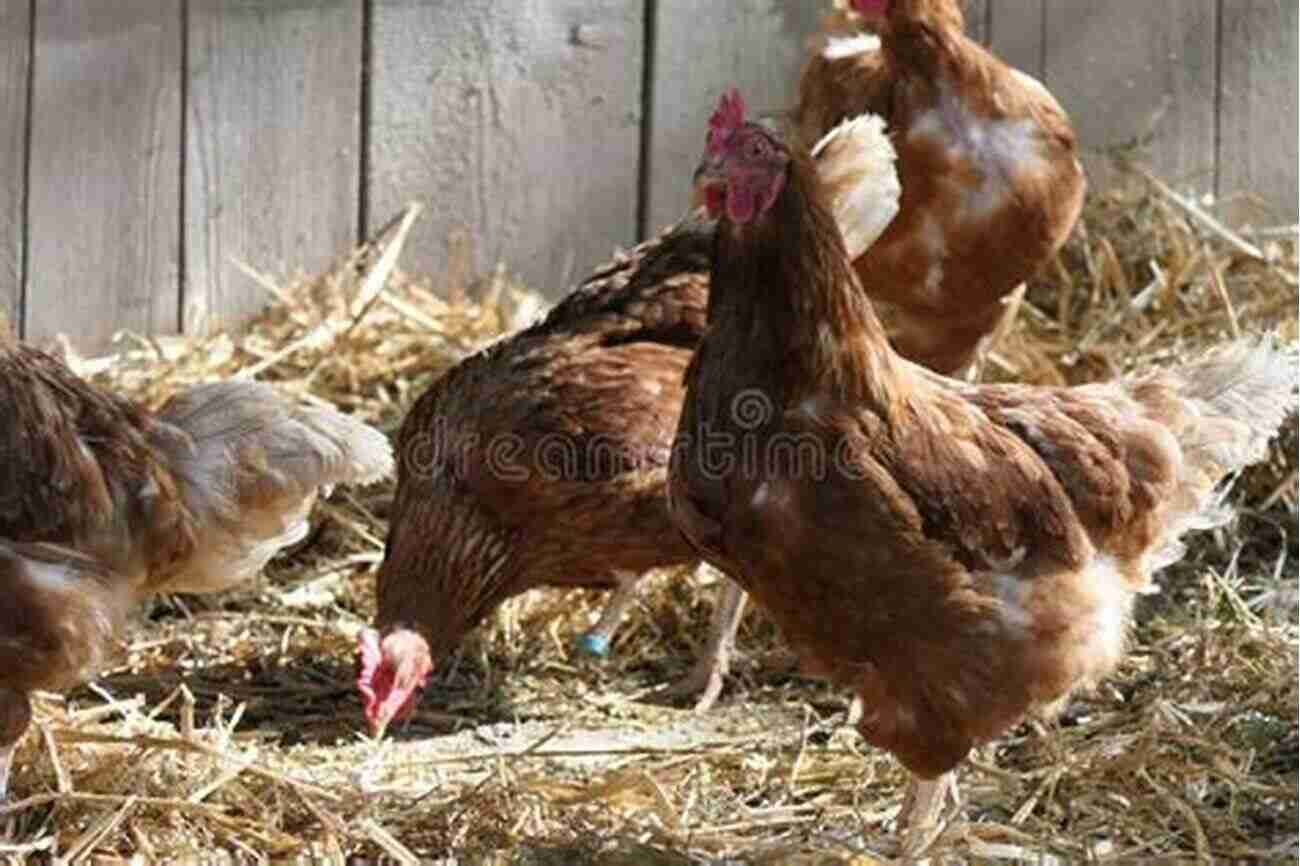 A Group Of Happy Hens Enjoying Their Natural Surroundings Raising Backyard Chickens: Step By Step Guide To Raising Healthy Backyard Flock And Happy Hens