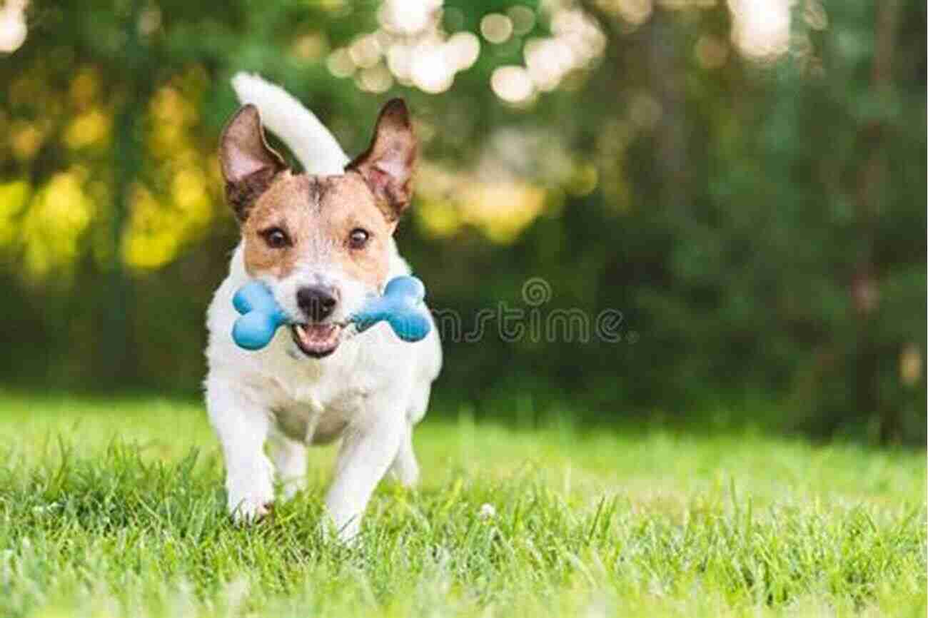 A Happy Family Dog Playing Fetch In The Park Fetch It : Teach Your Brilliant Family Dog To Catch Fetch Retrieve Find And Bring Things Back