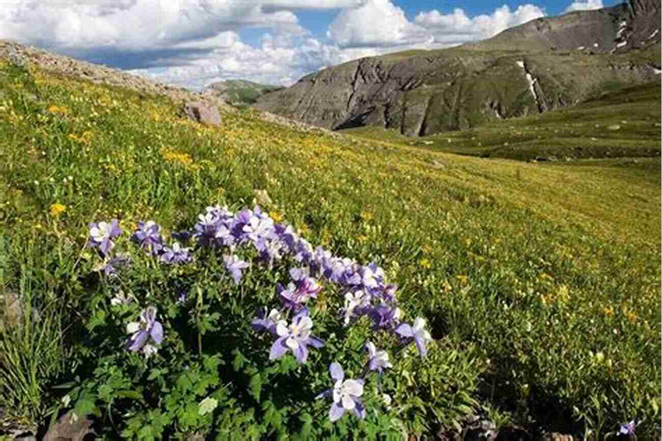 A Hiker Exploring A Mountain Trail Amidst Colorful Alpine Wildflowers The Alps Jackie Speicher