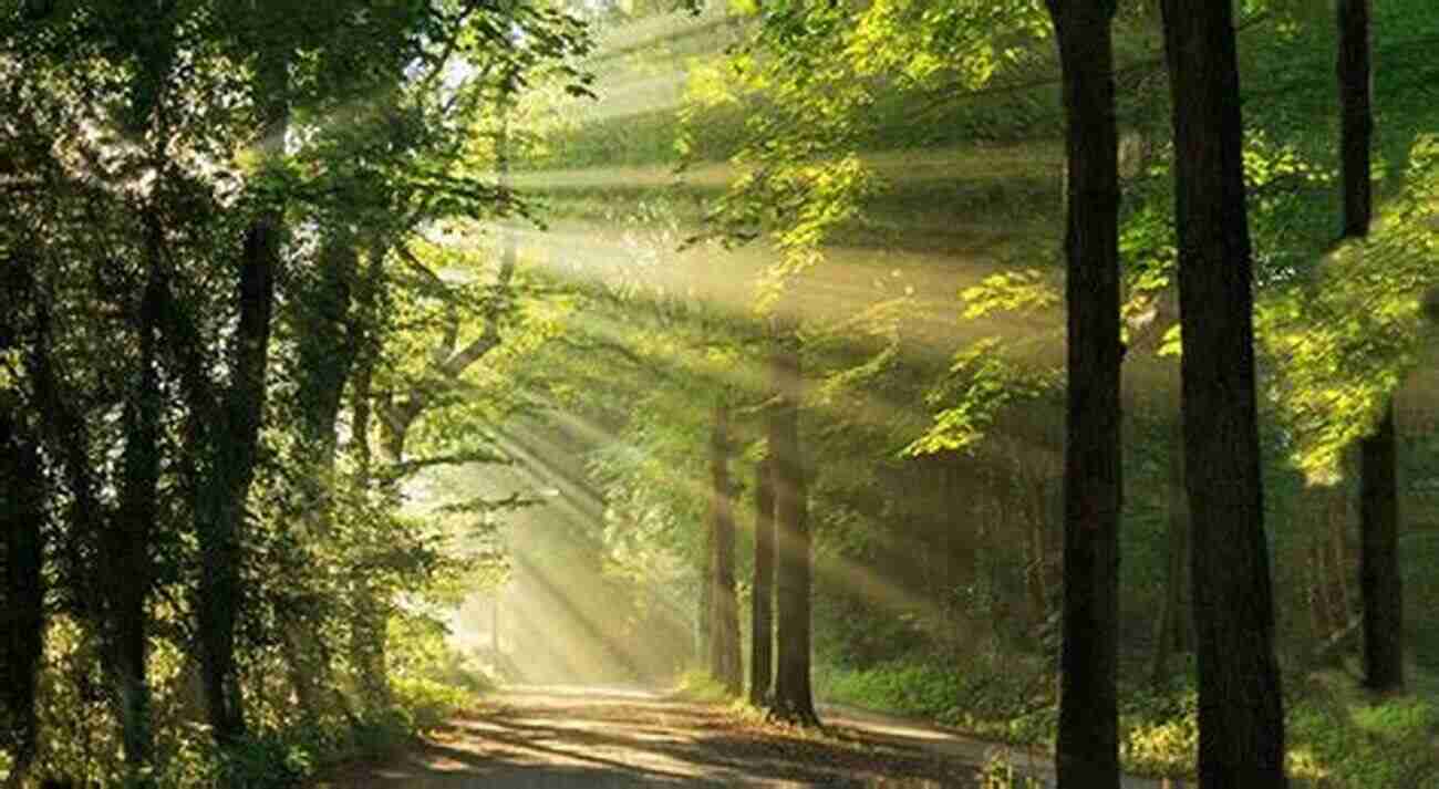 A Lush Green Forest With Sunlight Filtering Through The Foliage Large Scale Forest Restoration (The Earthscan Forest Library)