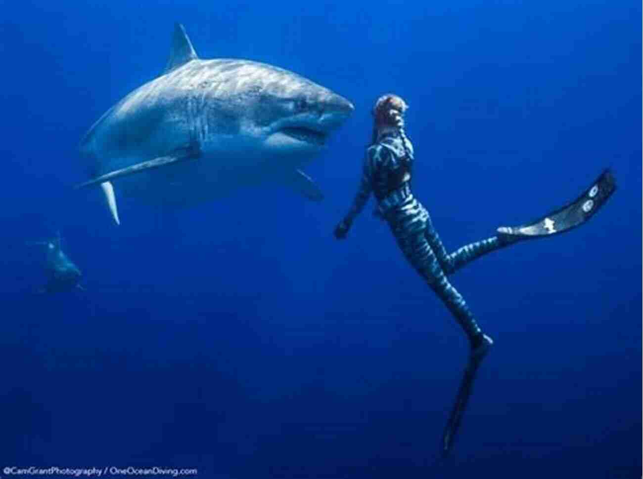 A Majestic Great White Shark Swimming In The Open Ocean. Under The Sea: A Junior Scientist S Story Guide To Sharks And Other Marine Life