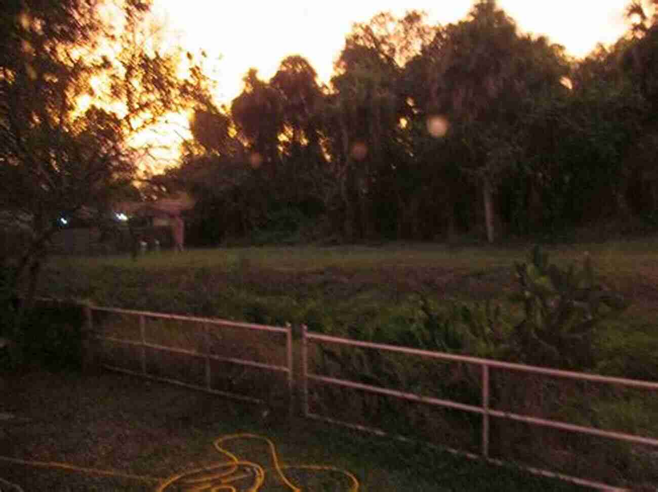 A Majestic Rooster Crowing At Sunrise In The Backyard Of A Cosy Family Home Buddy: How A Rooster Made Me A Family Man