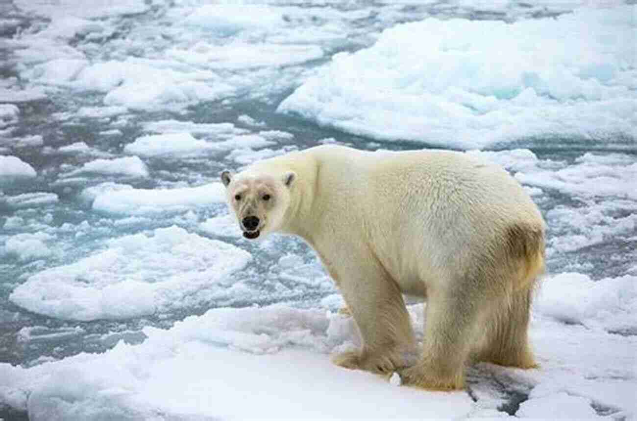 A Polar Bear Standing Proudly On An Arctic Ice Floe The Queen Bee And Other Nature Stories