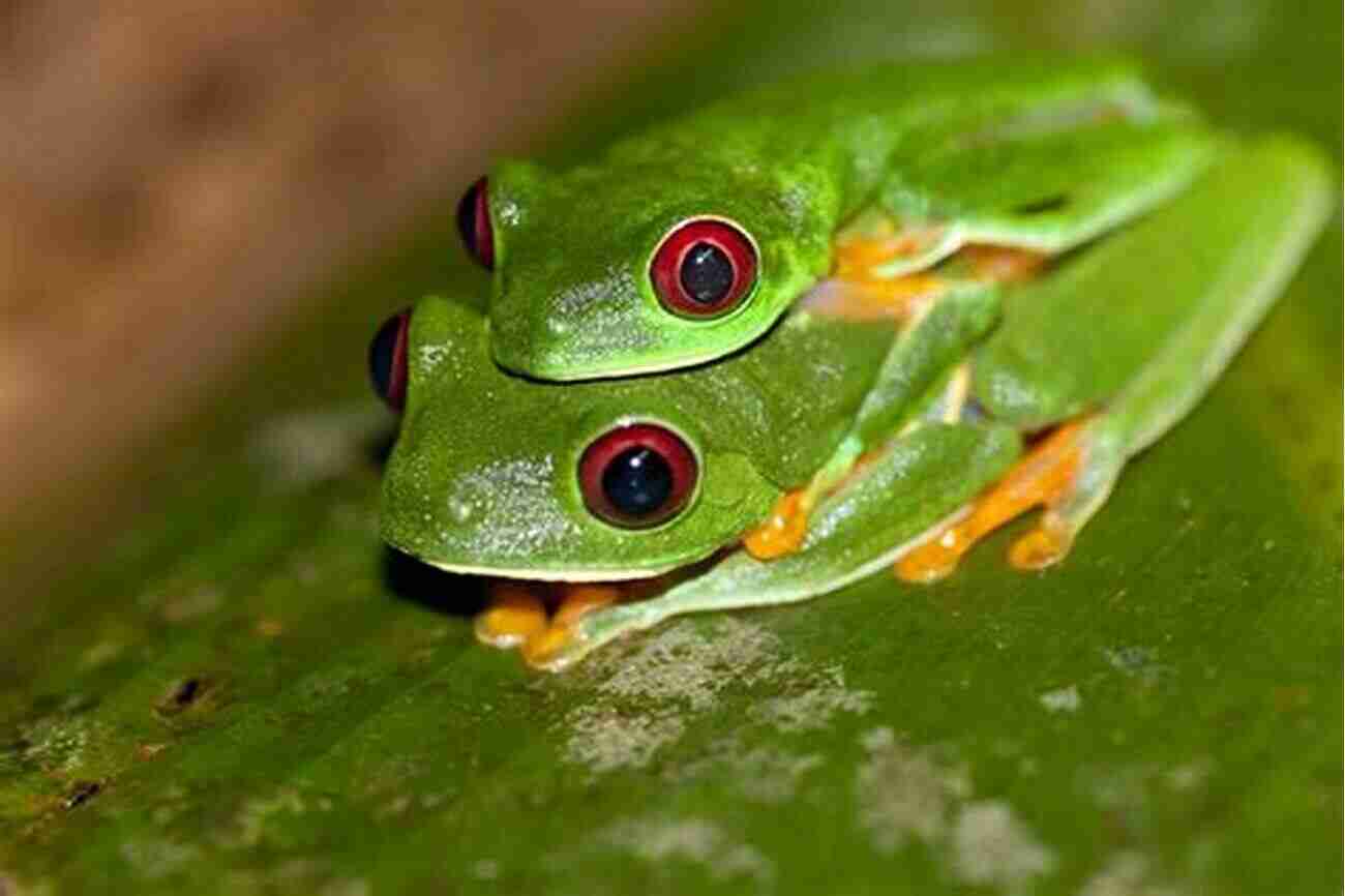 A Red Eyed Tree Frog Perched On A Green Leaf The Queen Bee And Other Nature Stories