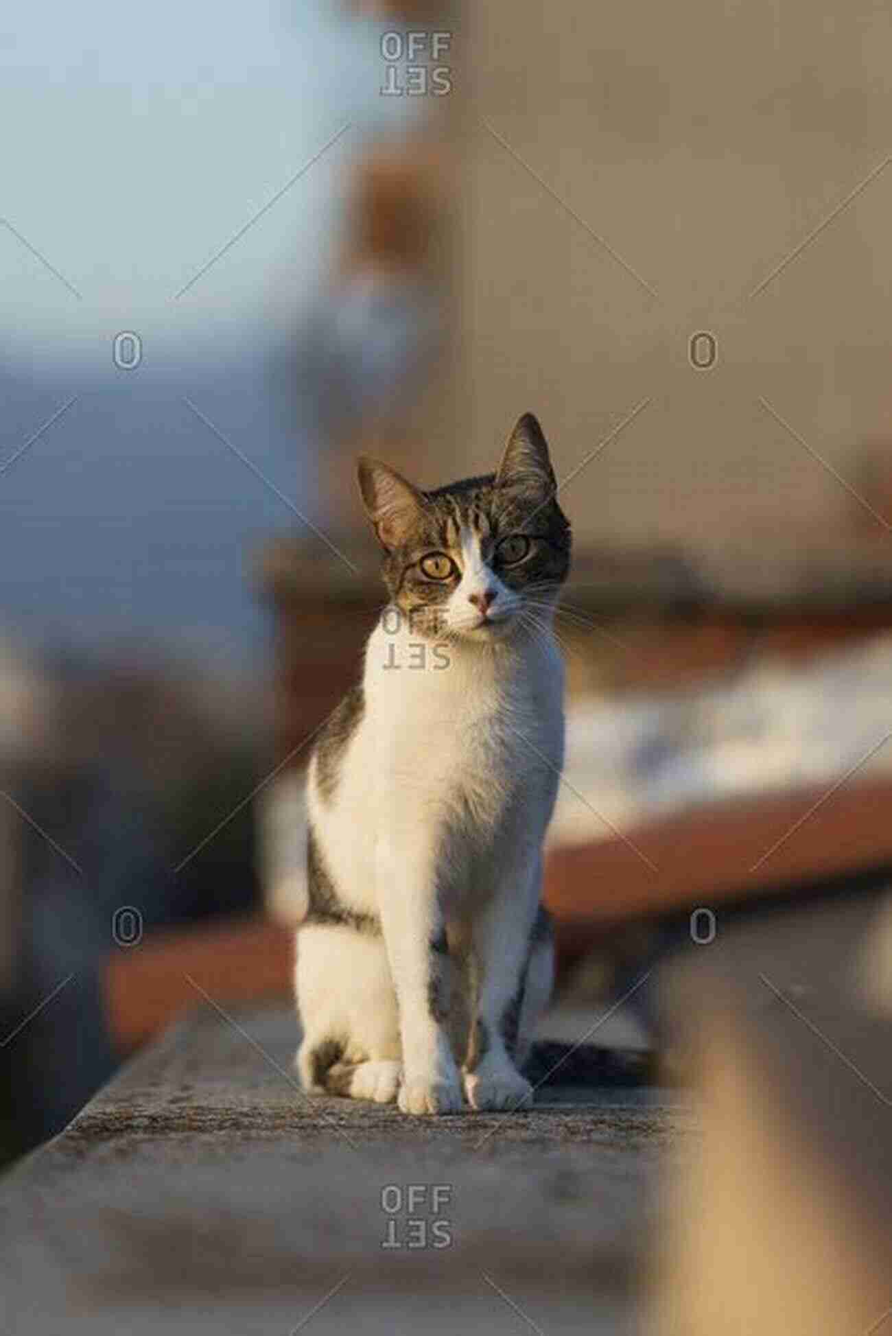 A Street Cat Sitting On A Fence Kitty 911 A Guide To Caring For And Rehabilitating Street Cats