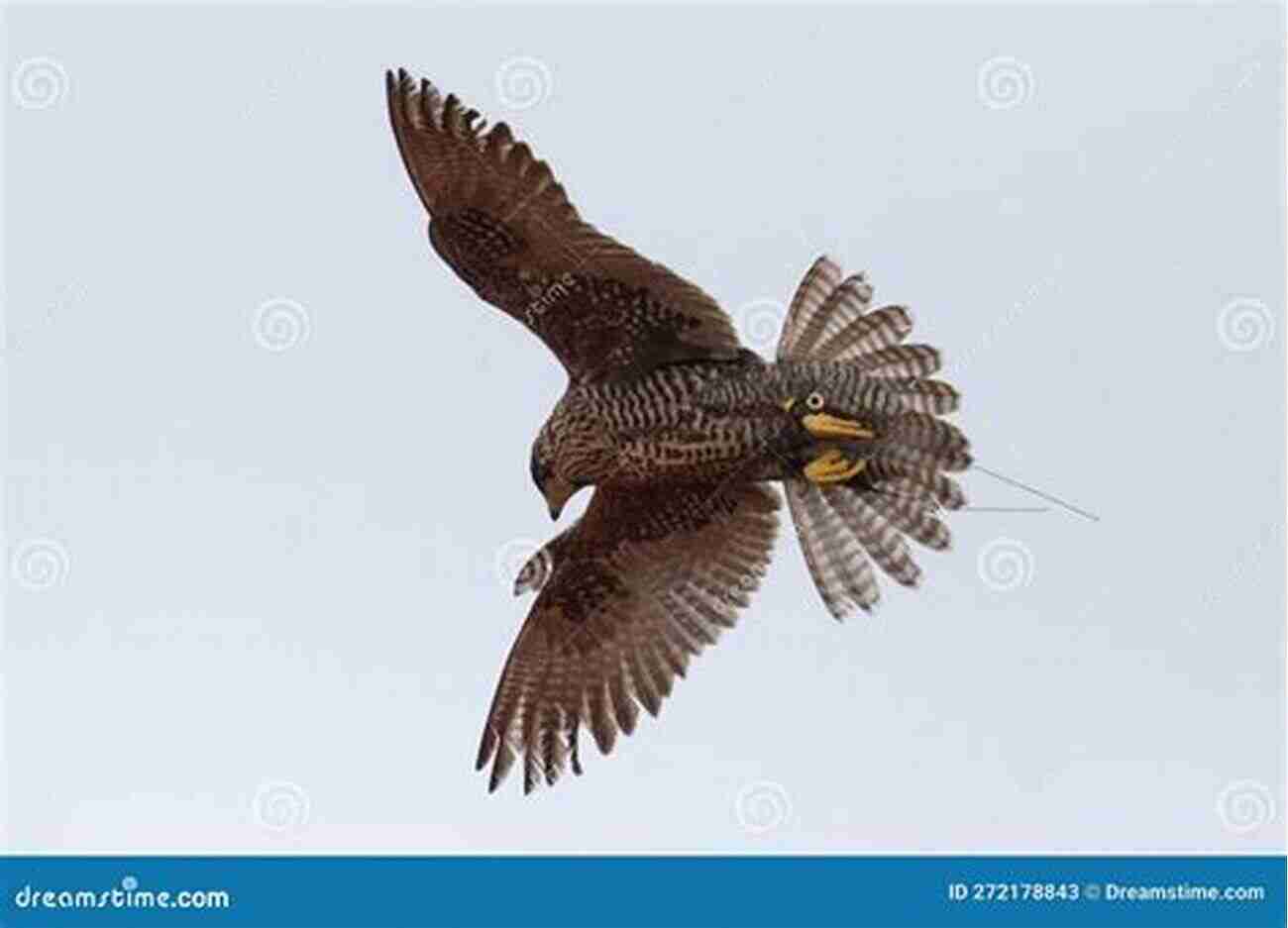 A Stunning Photo Of A Goshawk Soaring Through The Sky Looking For The Goshawk Conor Mark Jameson