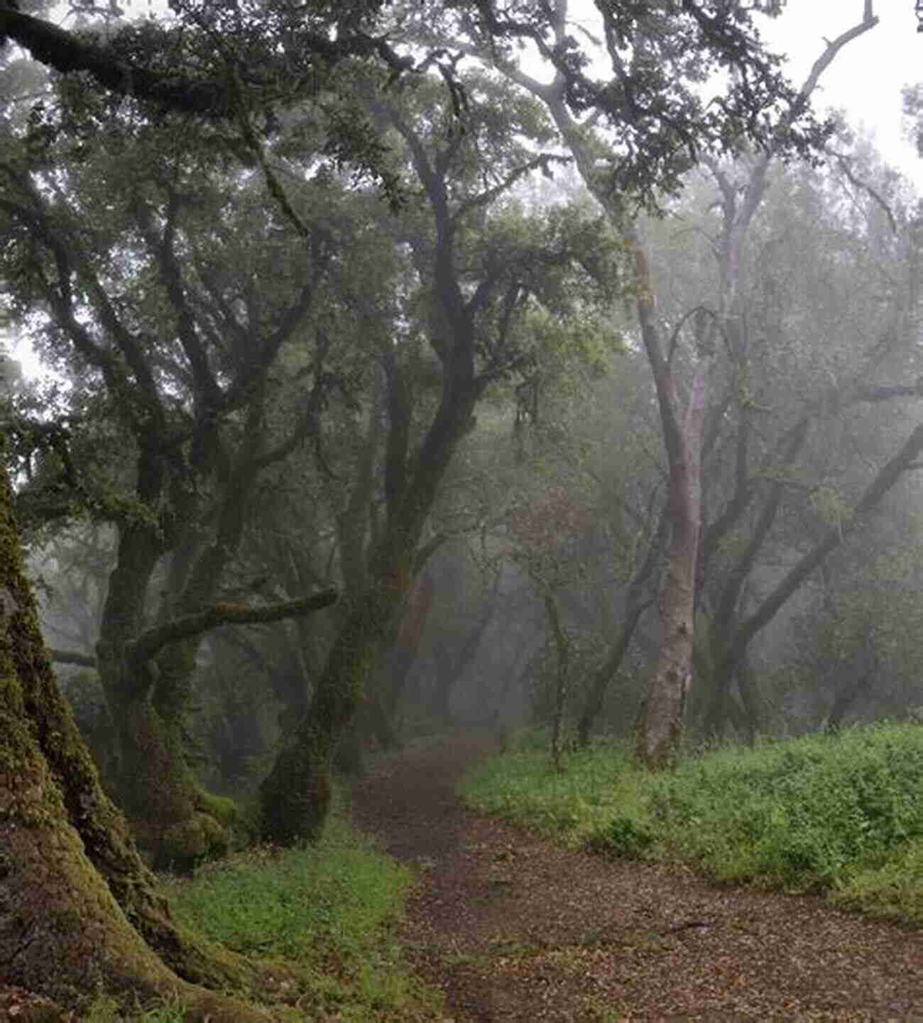 A Trail Leading To A Magnificent Ancient Oak Within The Sanctuary A Sanctuary Of Trees: Beechnuts Birdsongs Baseball Bats And Benedictions