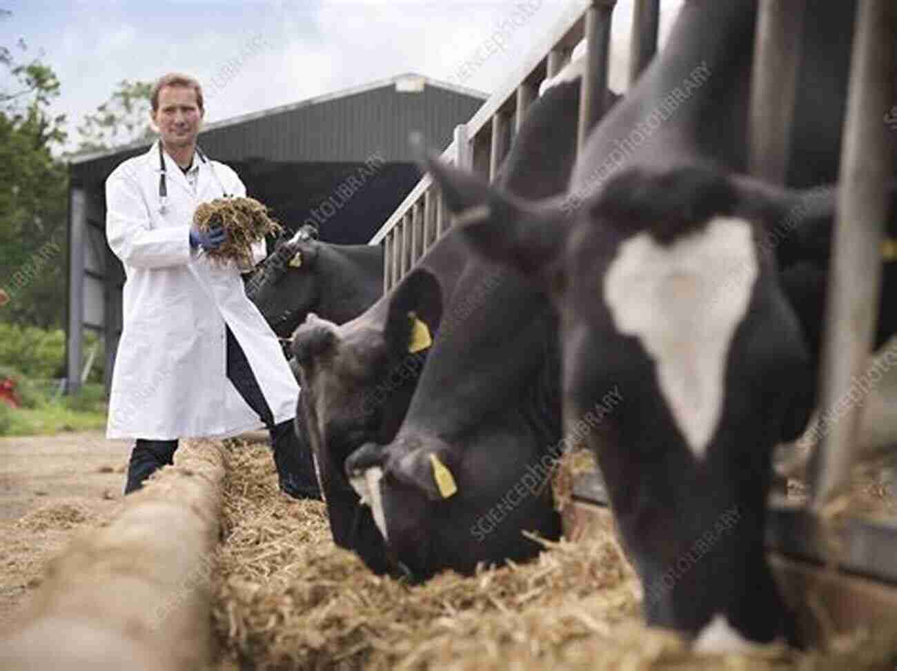 A Veterinarian Examining A Cow How To Raise Cattle (How To Raise )