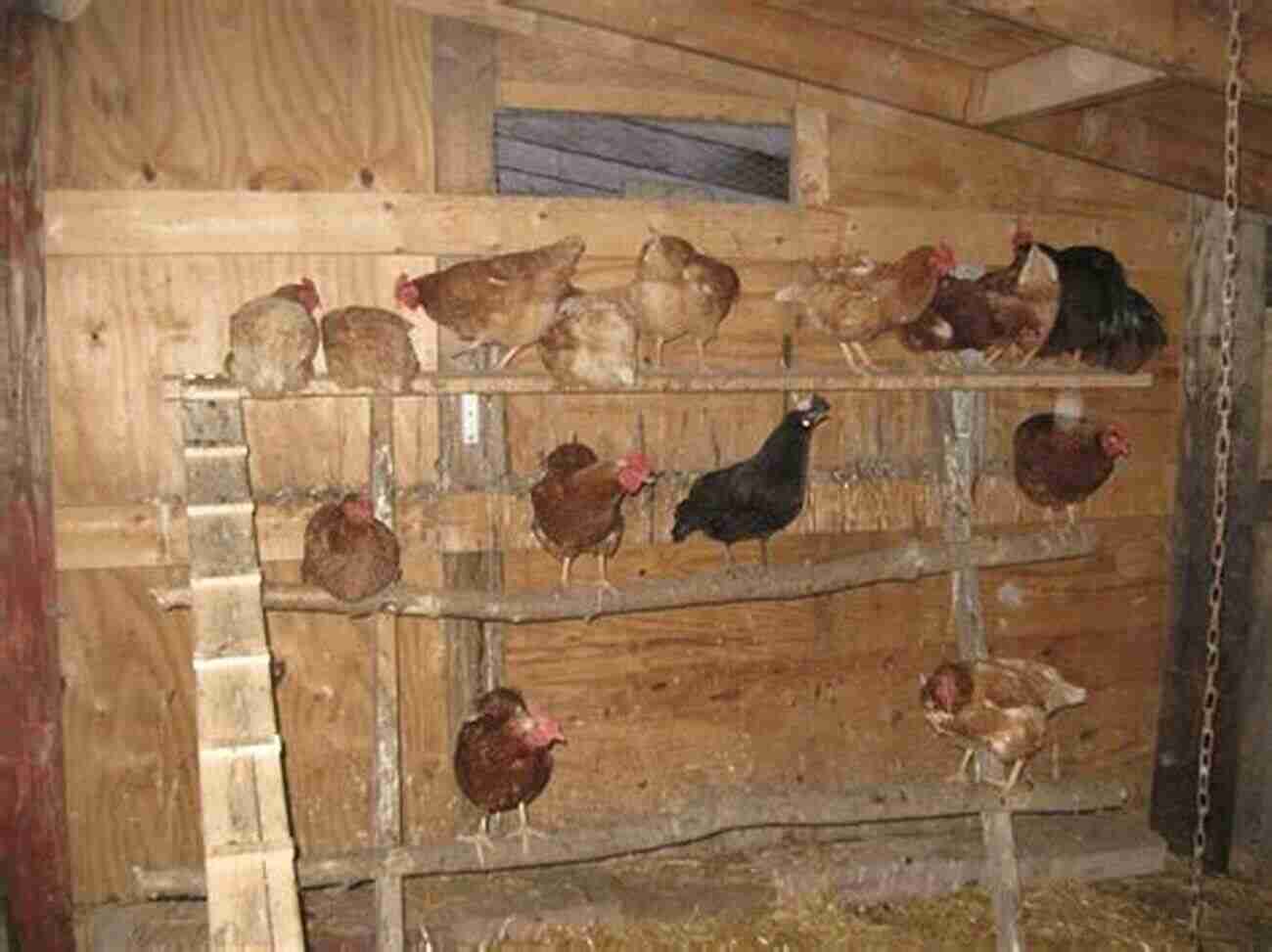 Adding Perches And Nesting Areas Racing Pigeon Loft Construction Plans: Pigeon Avairy