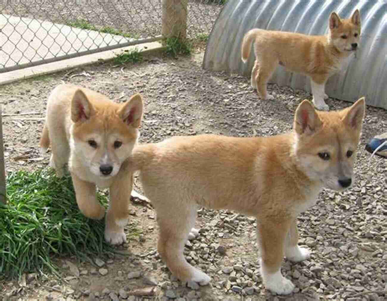 Adorable Dingo Puppies Playing In The Australian Outback Great Australian Outback School Stories (Great Australian Stories)