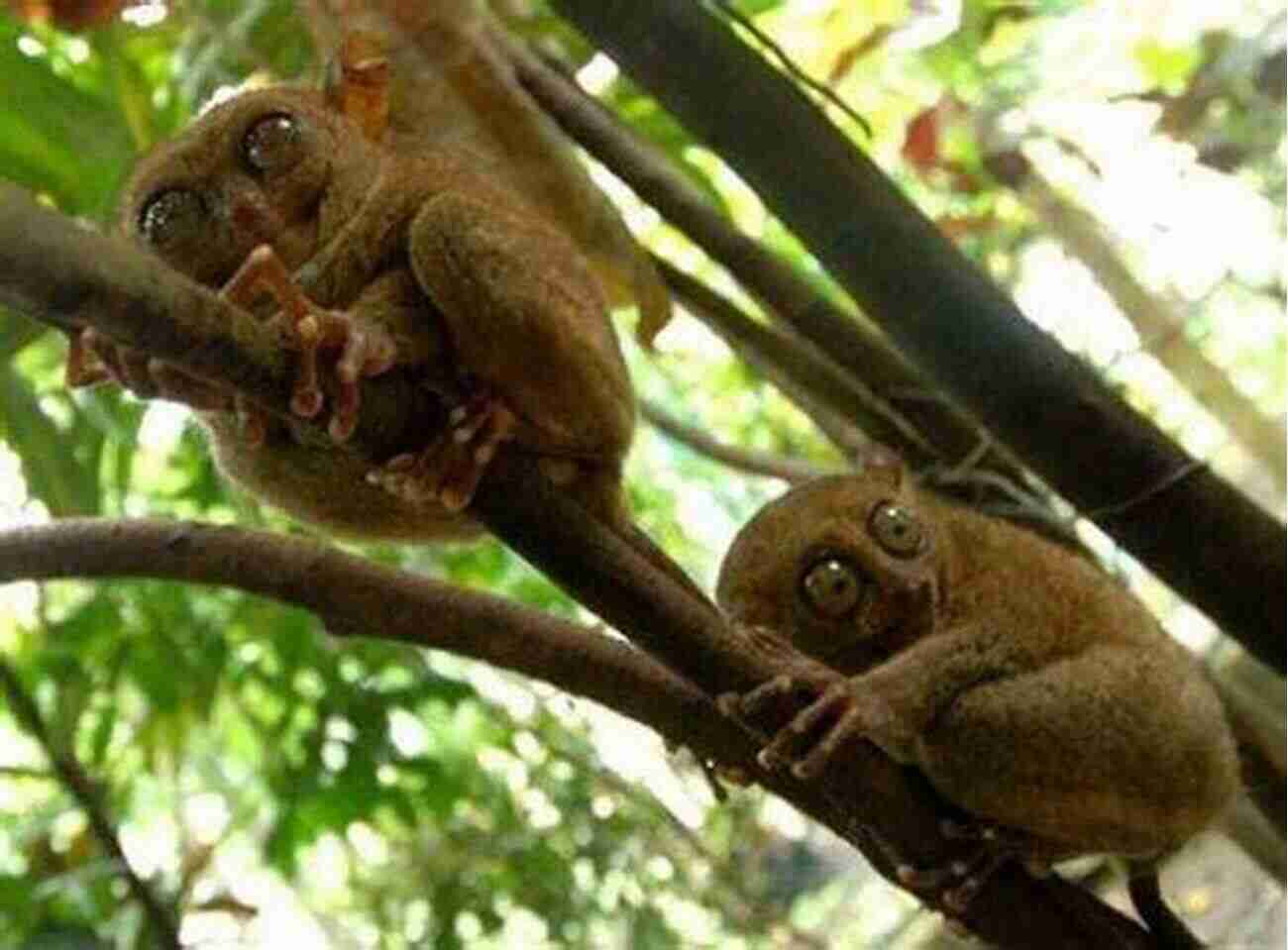 Adorable Tarsier Clinging Onto A Tree Branch SHARKS: Fun Facts And Amazing Photos Of Animals In Nature (Amazing Animal Kingdom 1)