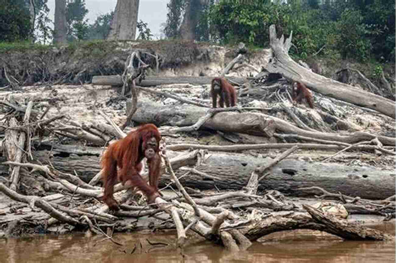 Amazon Rainforest Deforestation Threat To Biodiversity Sustainable Branding: Ethical Social And Environmental Cases And Perspectives