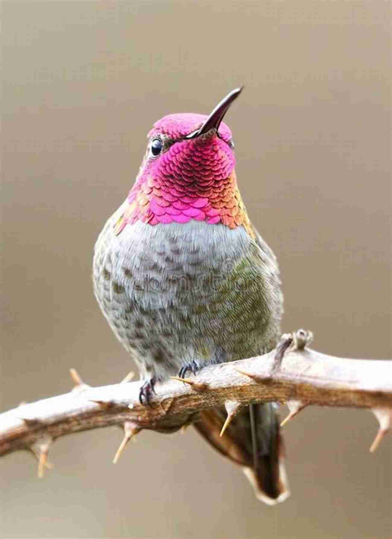 Anna's Hummingbird A Male With Beautiful Shimmering Pink Feathers Hummingbirds: A Guide To Every Species