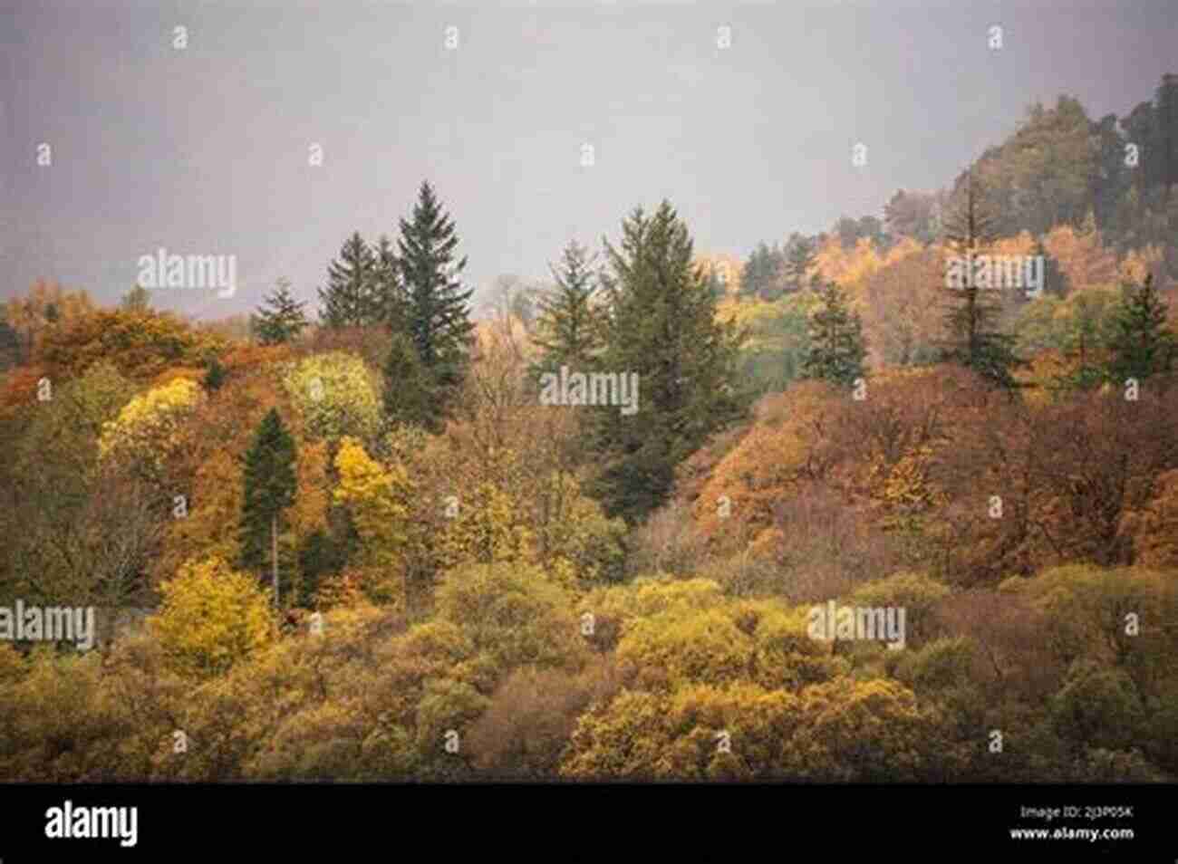 Beautiful Mountain Ranges Of Doon Covered In Vibrant Autumn Colors Shades Of Doon Carey Corp