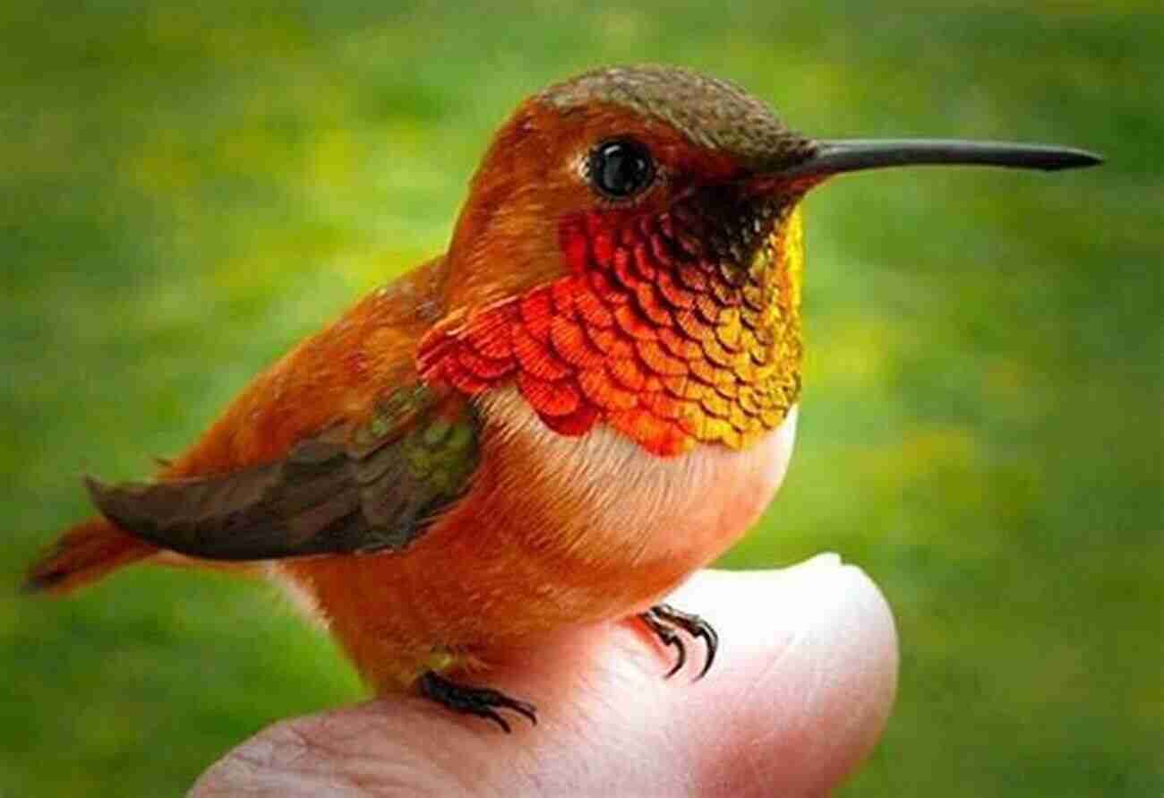 Bee Hummingbird The World's Smallest Bird With Vibrant Green And Pink Feathers Hummingbirds: A Guide To Every Species