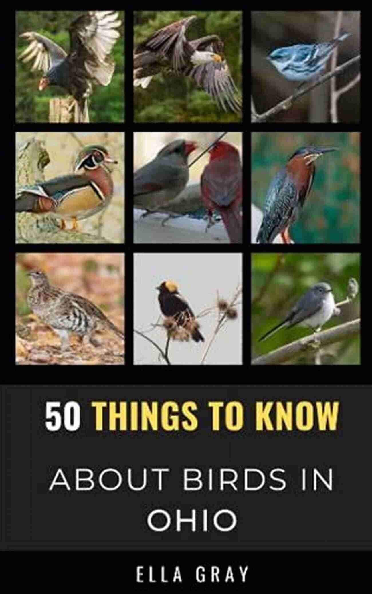 Birding In The Buckeye State 50 Things To Know About Birds In Ohio : Birding In The Buckeye State (50 Things To Know About Birds United States)