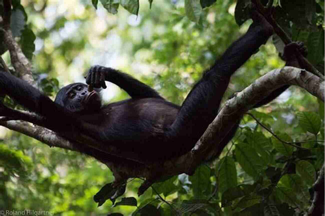 Bonobos In The Congo Forest Empty Hands Open Arms: The Race To Save Bonobos In The Congo And Make Conservation Go Viral