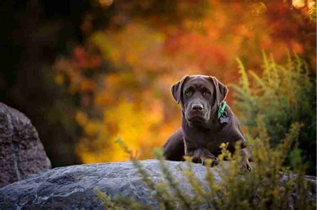 Captivating Photography Capturing The Spirit Of Dogs In Their Natural Element The Artistry Of A Dog