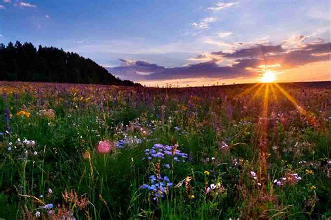 Captivating Sunset Over The Picturesque Meadow Wandering And Wondering: Notes On Nature