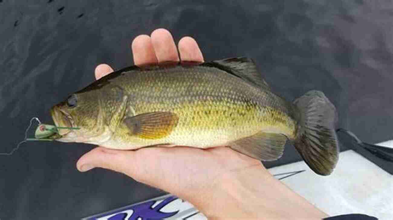 Catch Largemouth And Smallmouth Bass In Minnesota BASS FISHING MINNESOTA: How And Where To Catch Largemouth And Smallmouth Bass In Minnesota