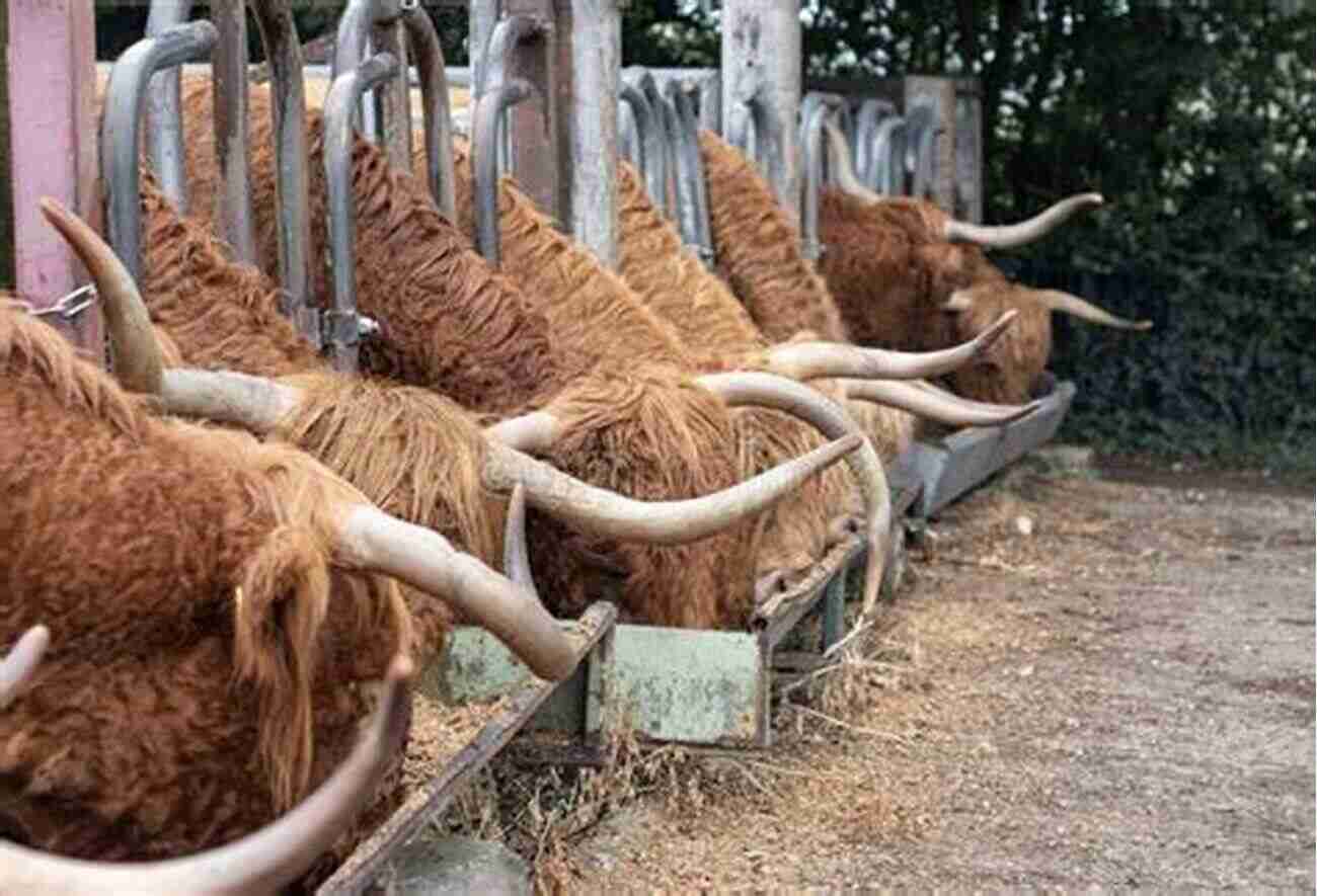 Cattle Being Fed In A Field How To Raise Cattle (How To Raise )