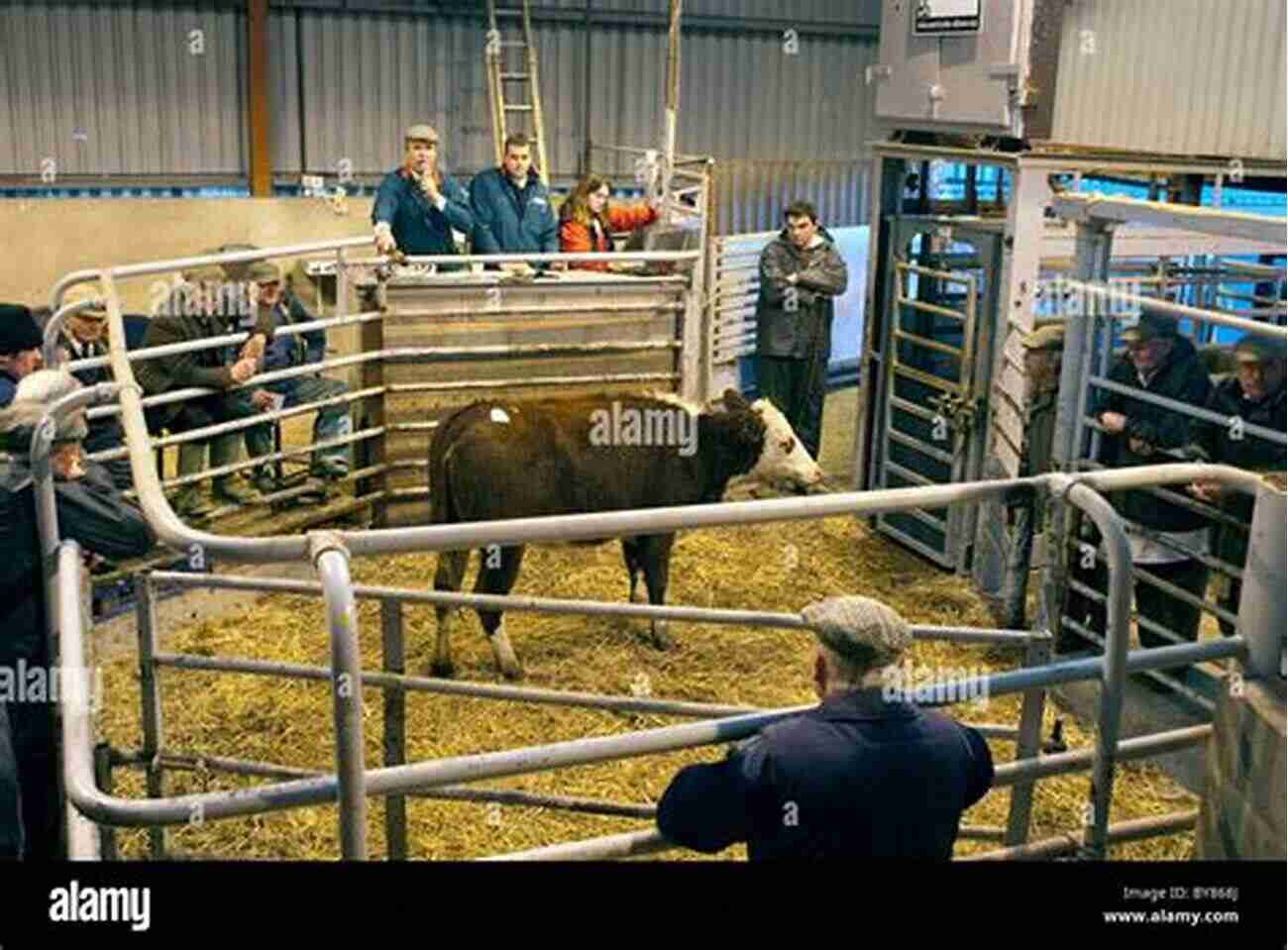 Cattle Being Sold At An Auction How To Raise Cattle (How To Raise )