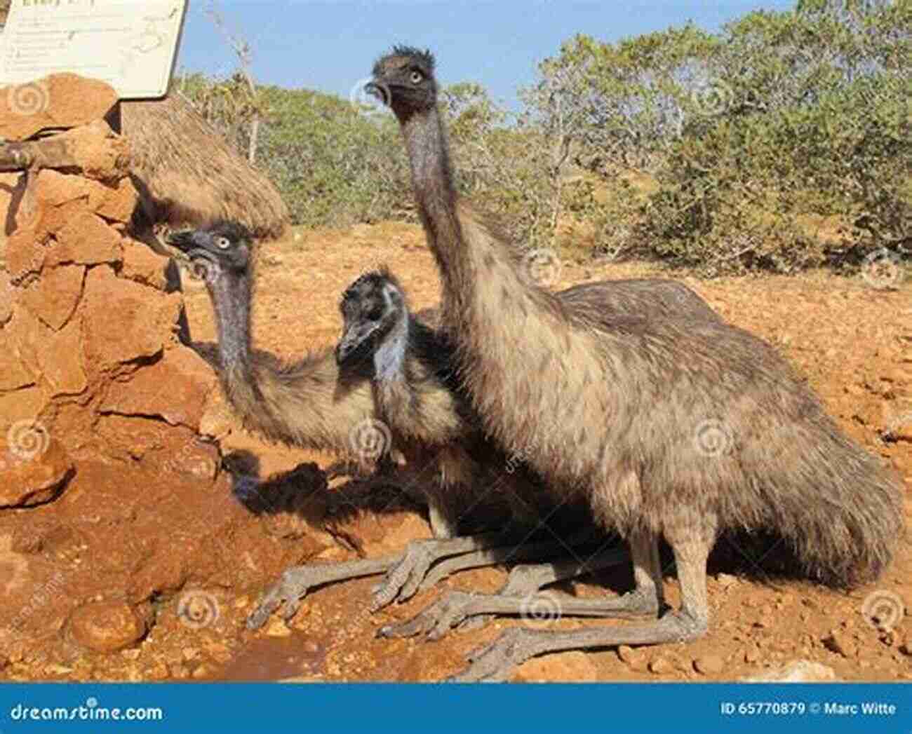 Children And Teachers Chasing An Emu In The Australian Outback Great Australian Outback School Stories (Great Australian Stories)