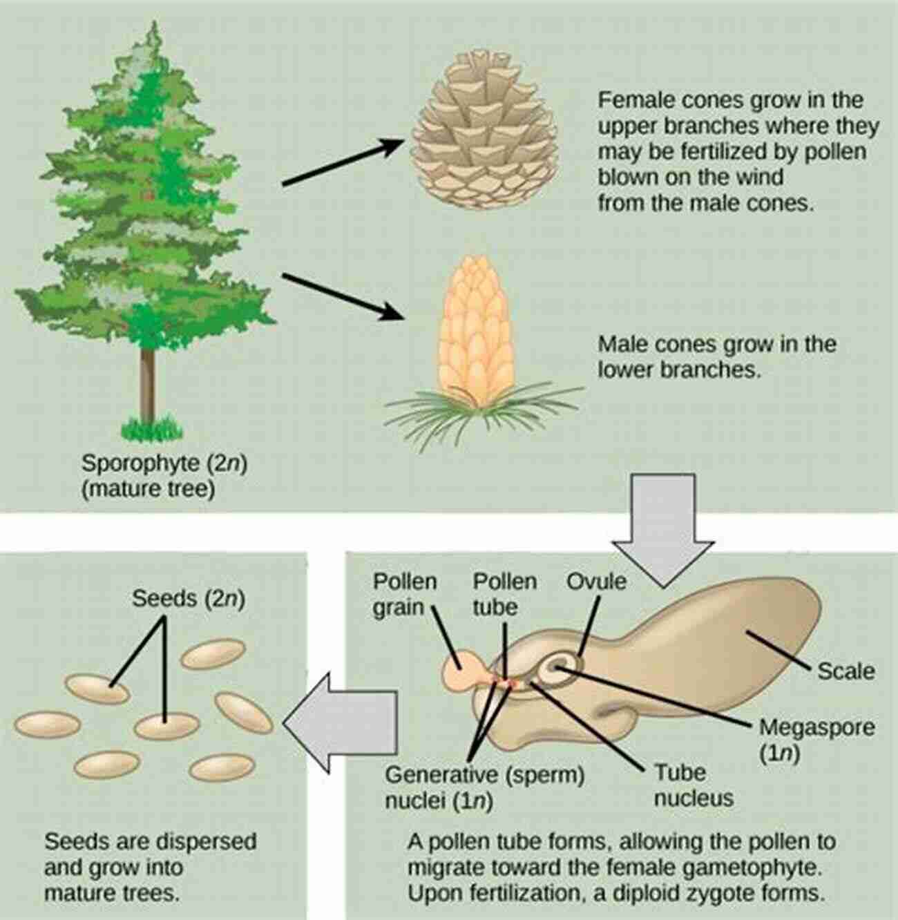 Claire Williams Discovering The Hidden Secrets Of Conifers In Reproduction Conifer Reproductive Biology Claire G Williams