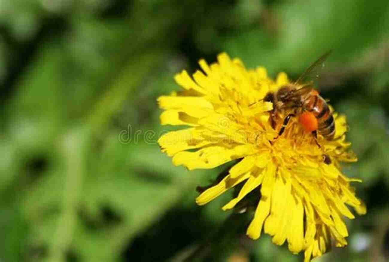 Close Up Of A Bee Pollinating A Flower, Showcasing The Delicate Beauty And Importance Of Bees In Our Ecosystem. The Bee Book: Discover The Wonder Of Bees And How To Protect Them For Generations To Come