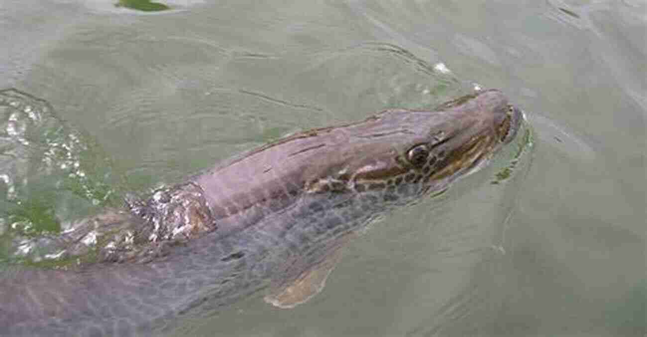 Close Up Of A Fierce Muskie Swimming Through The Water Ready To Attack Muskie Attack (An Up North Adventure 1)