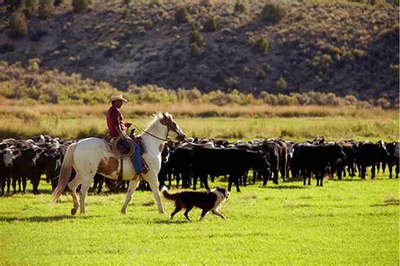 Cowboys Herding Cattle On Horseback What Is The West?: Essays On The American West