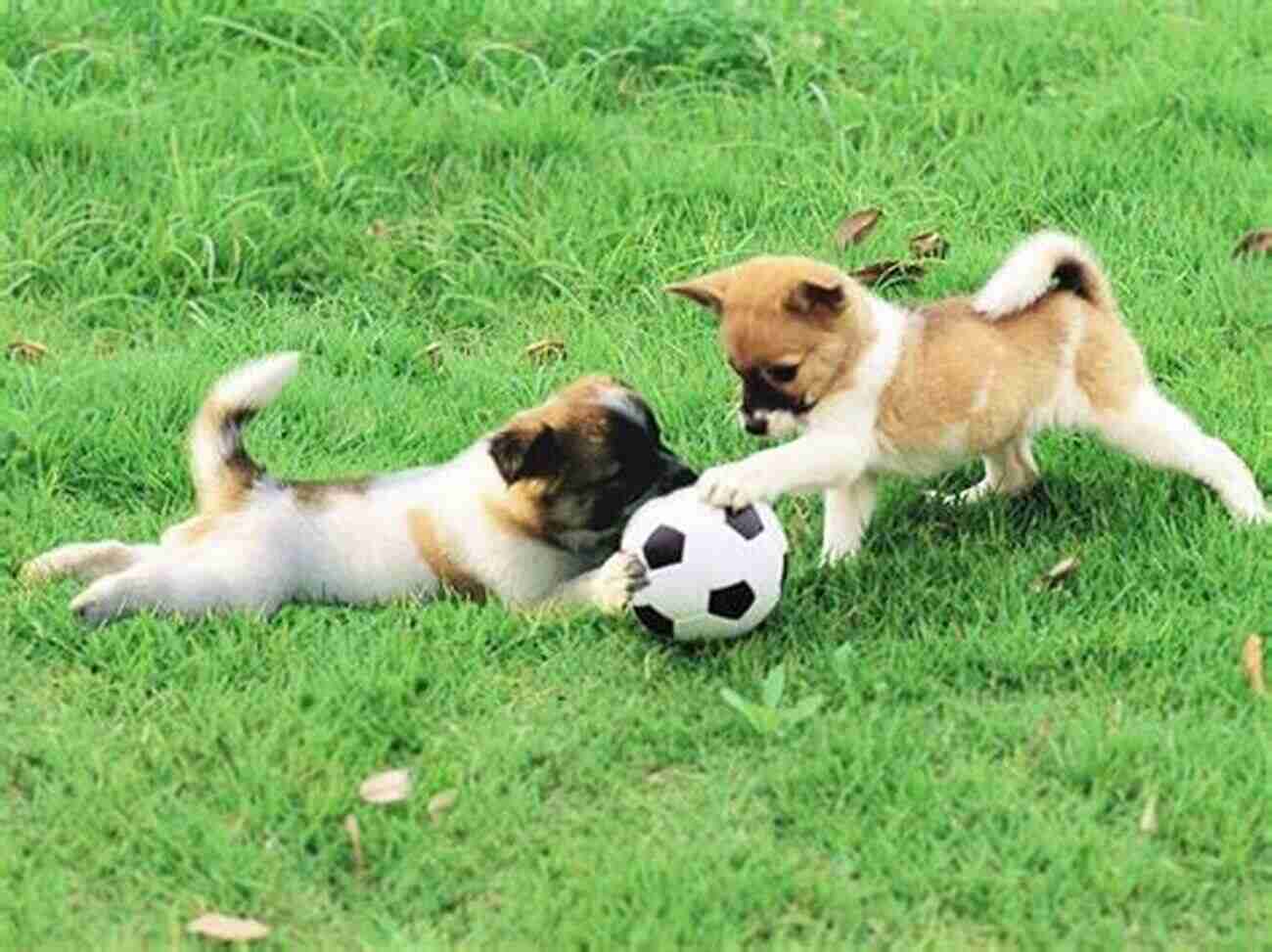 Cute Brown Dog Playing In The Park Connect With Animals: Stop The Fur From Flying And Have A Rewarding Relationship