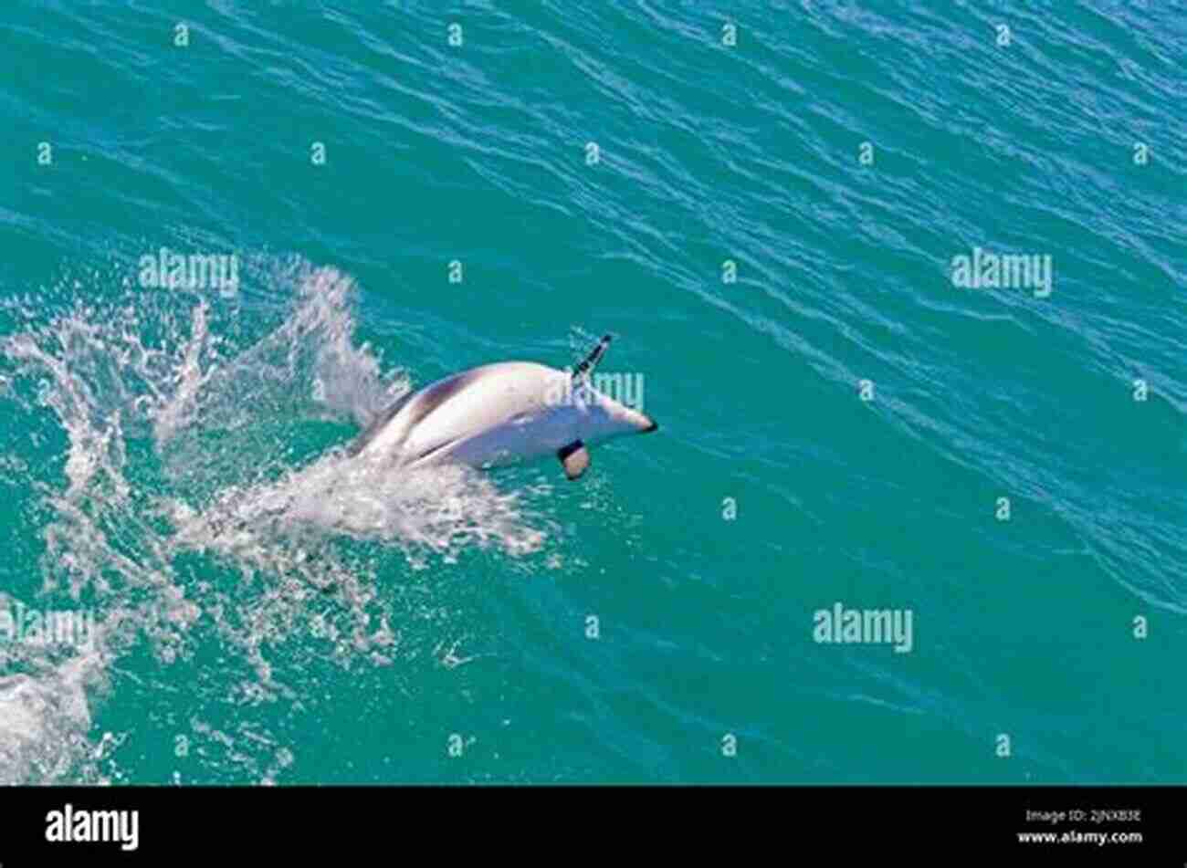 Dusky Dolphin Performing Stunning Acrobatic Moves In The Open Sea The Dusky Dolphin: Master Acrobat Off Different Shores