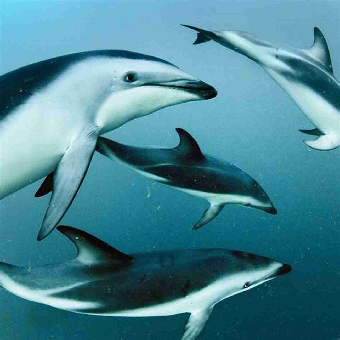 Dusky Dolphins Utilizing Their Cooperative Hunting Technique Known As 'circle Feeding' The Dusky Dolphin: Master Acrobat Off Different Shores