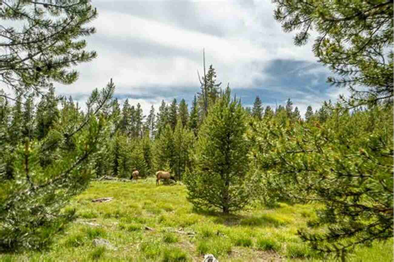 Elk Herd Grazing In Grand Teton National Park Grand Teton National Park Travel Guide With 100 Landscape Photos